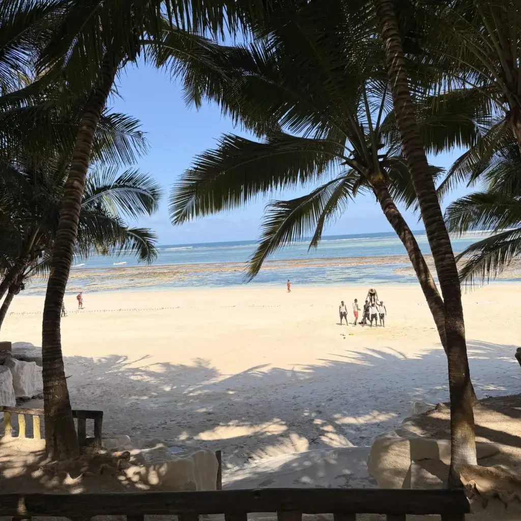 Beach palms, Zanzibar
