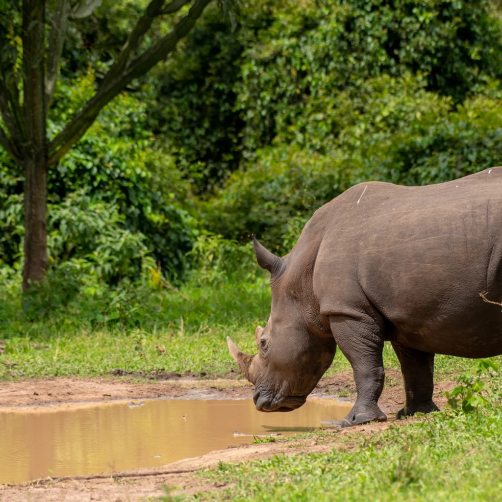 Ziwa white rhino beside puddle.webp