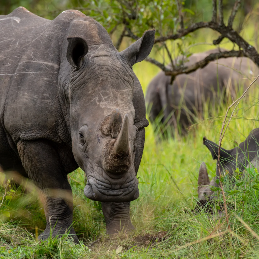 Rhino Tracking
