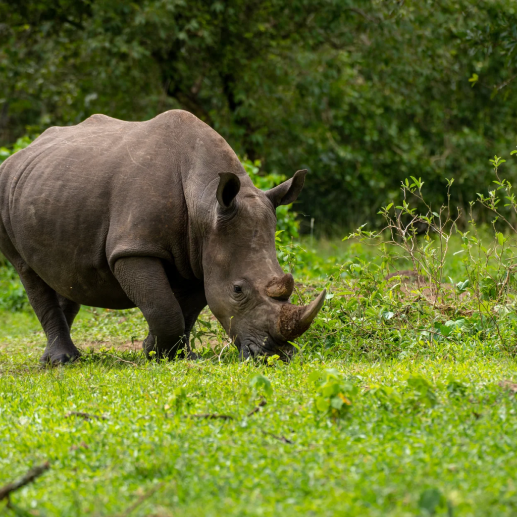 White rhino in a green clearing at Ziwa Rhino Sanctuary