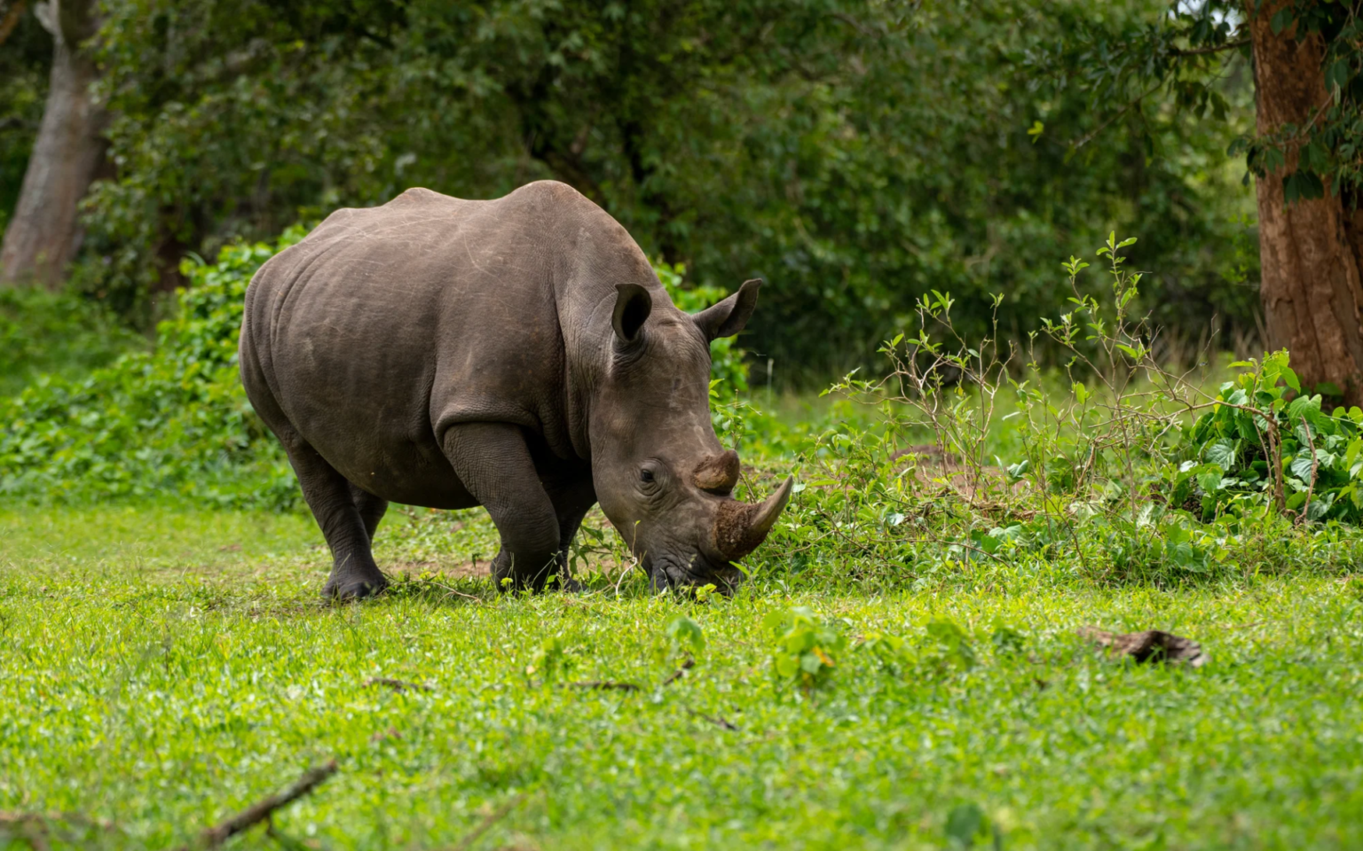 Ziwa Rhino Sanctuary