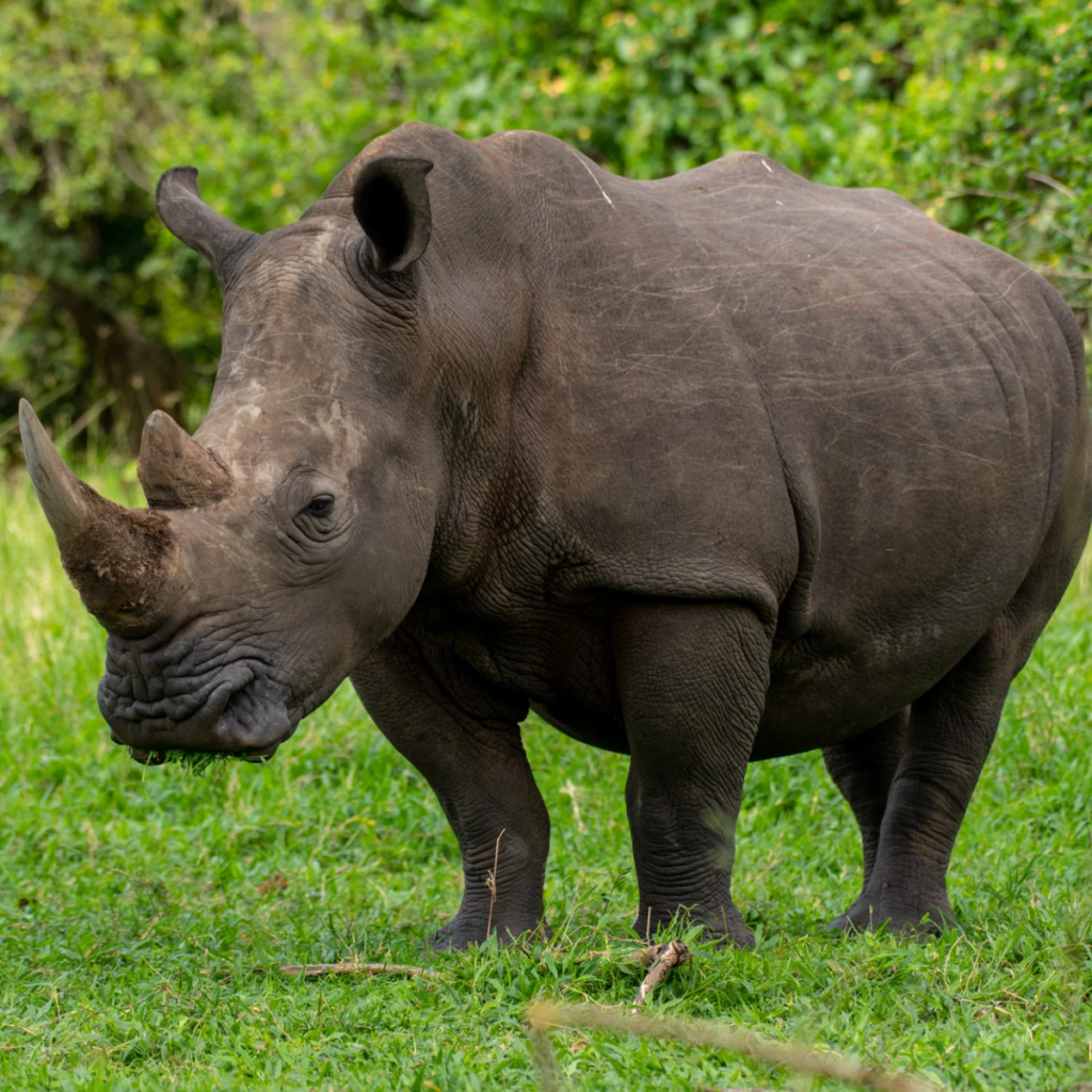 Ziwa white rhino standing on grass.webp